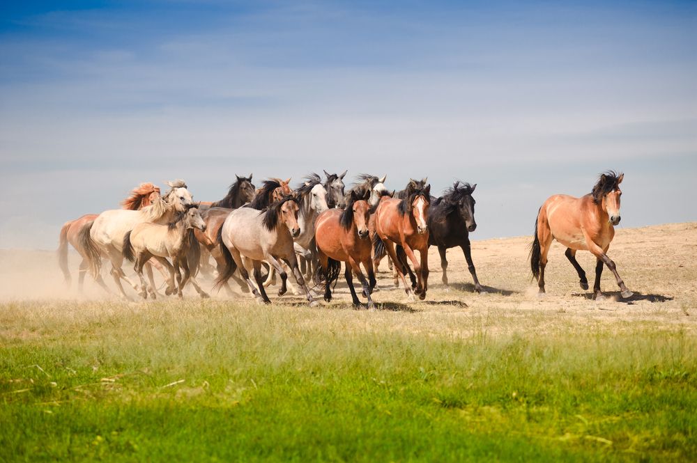 Табун лошадей