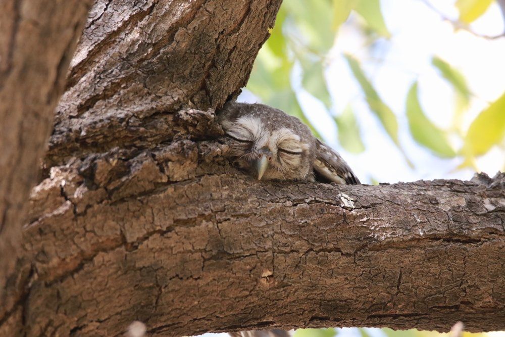 cute Spotted owlet trying to take nap in noon time in hot summer