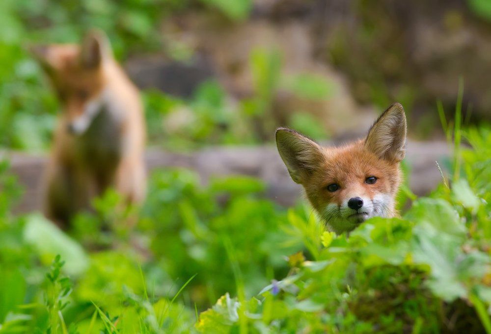 Когда любопытство сильнее страха