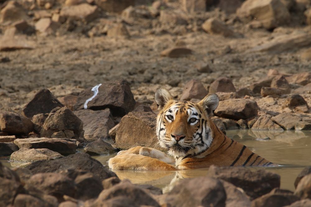 Tigress Maya is taking bath at one of the water hole at Tadoba Andhari tiger reserver in hot summer,chandrapur,maharashtra,india