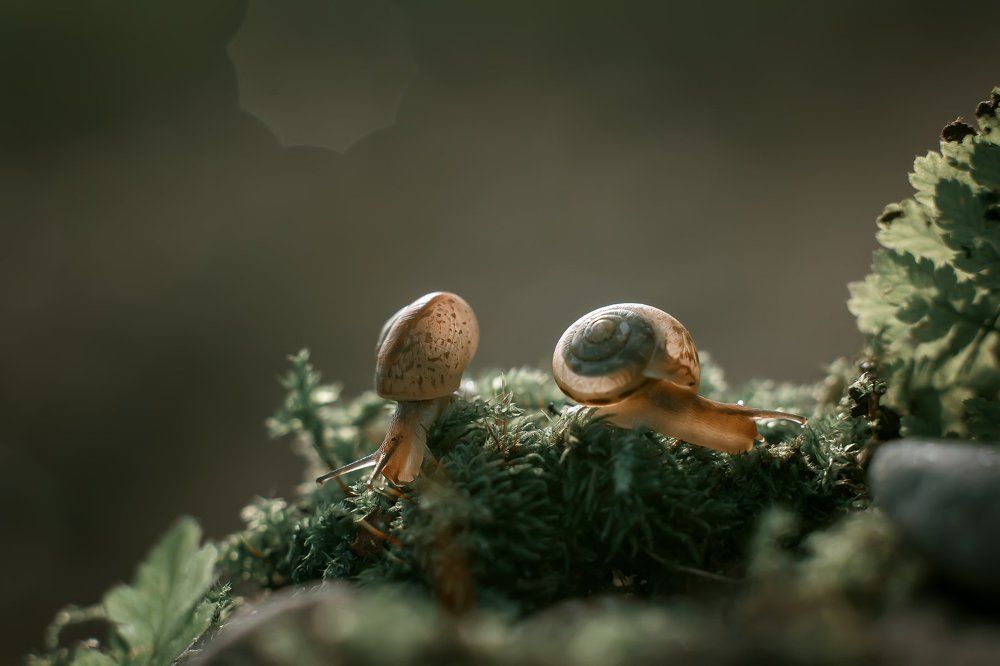 Two snails/ Две улиточки