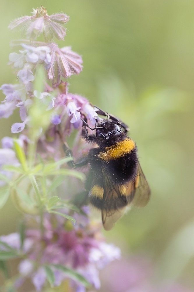 Мохнатый шмель - на душистый хмель...