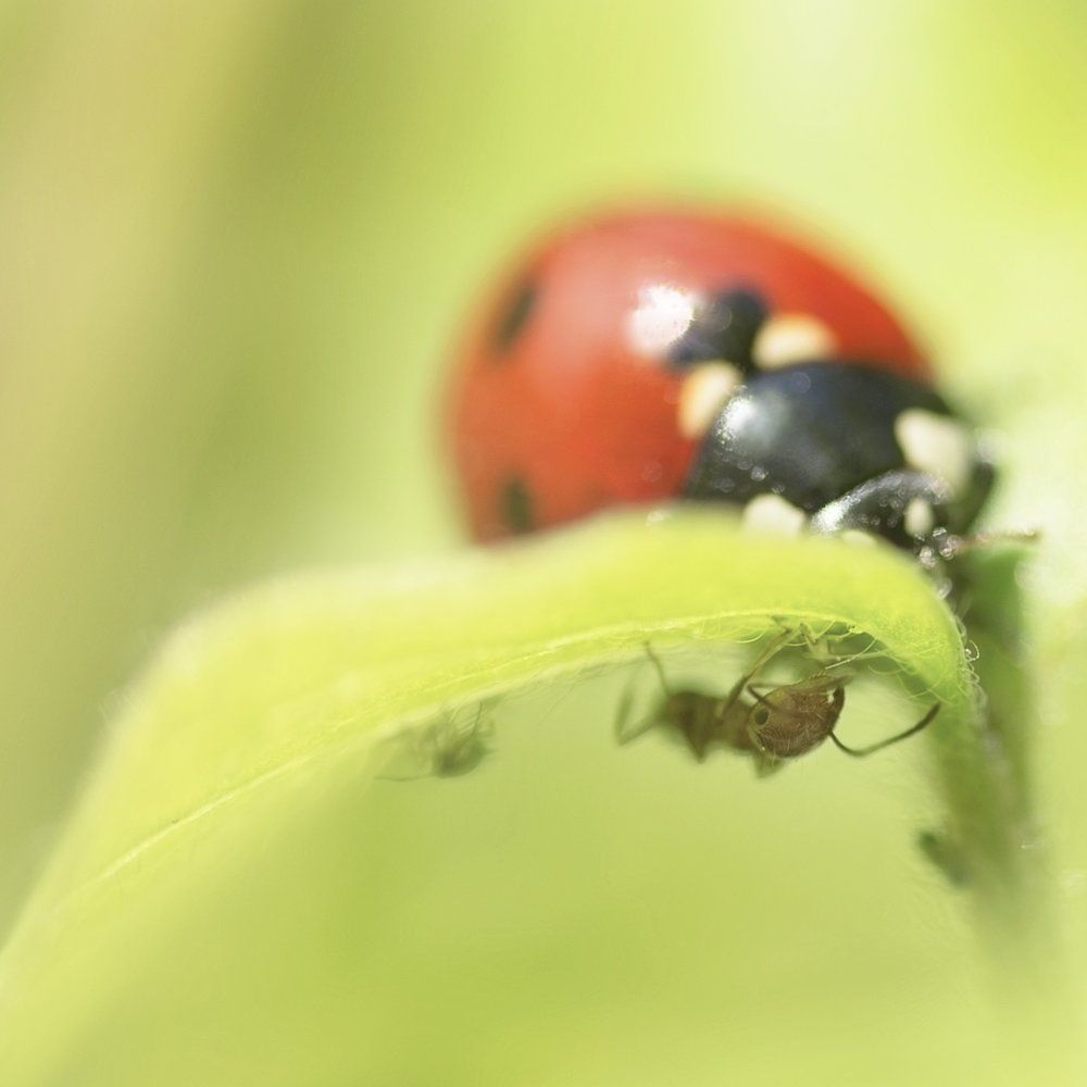 Две стороны  ( жизни)   ...листа