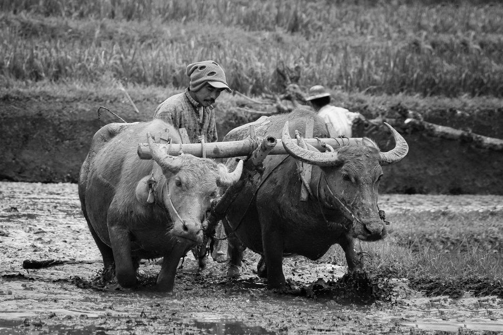 Working on the rice fields