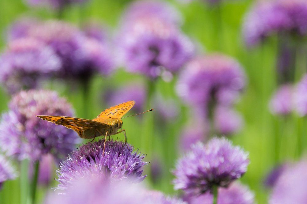 Дикий луг с диким луком