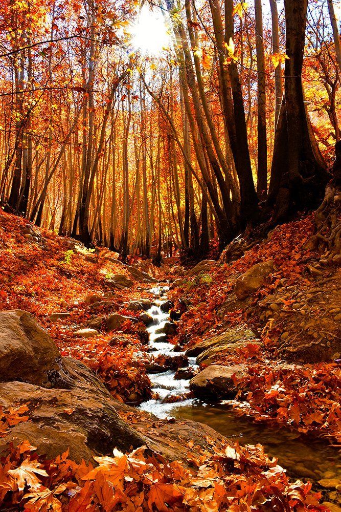 stream through jungle1