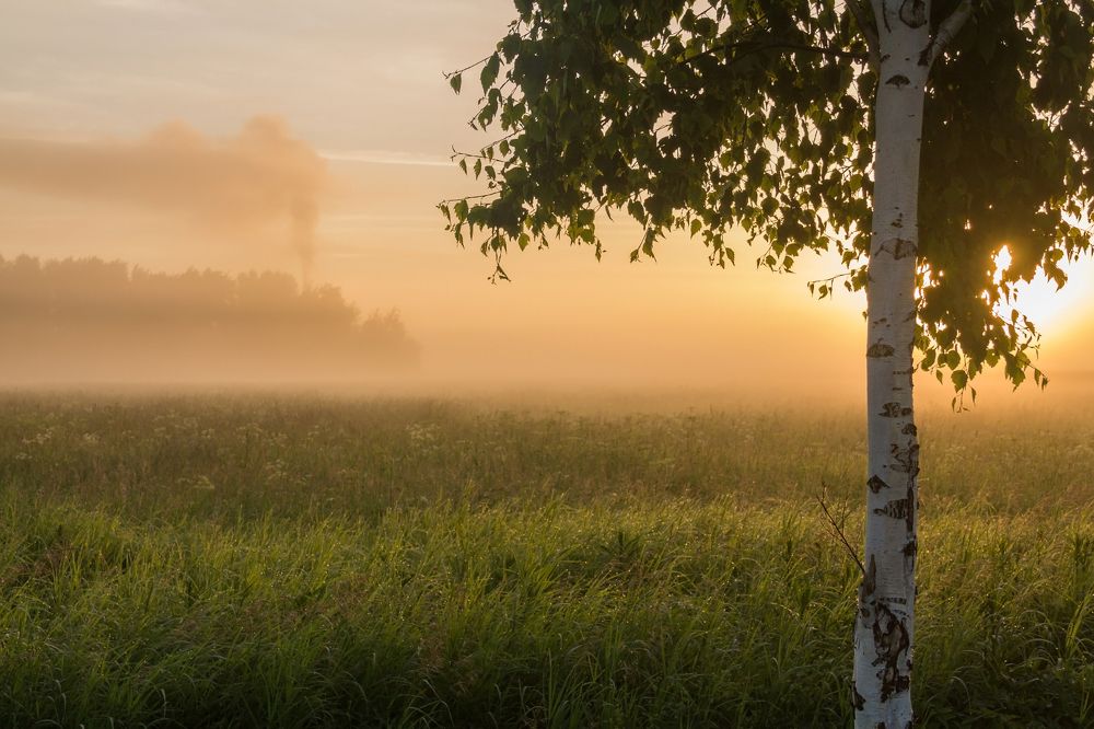 Туманное утро