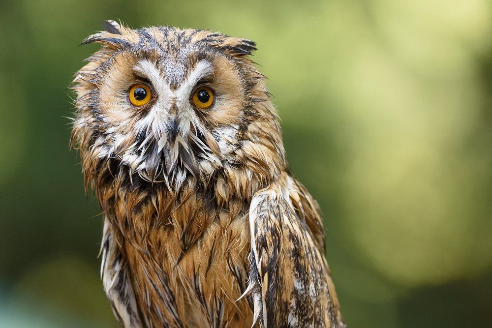 Long-eared Owl