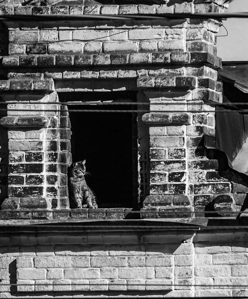 Кот который живёт на крыше