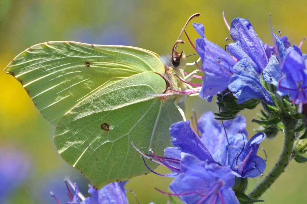 Крушинница