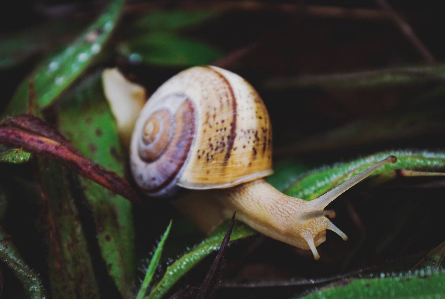 Snail