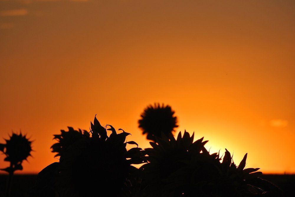 Photo #1837288