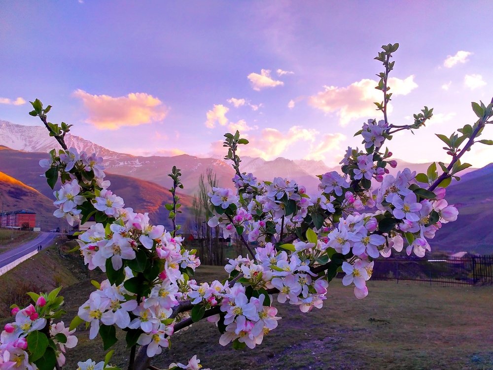 Лиловые переливы