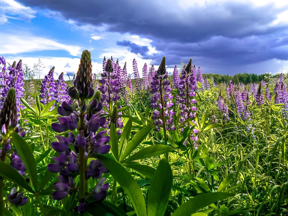 Приближается гроза