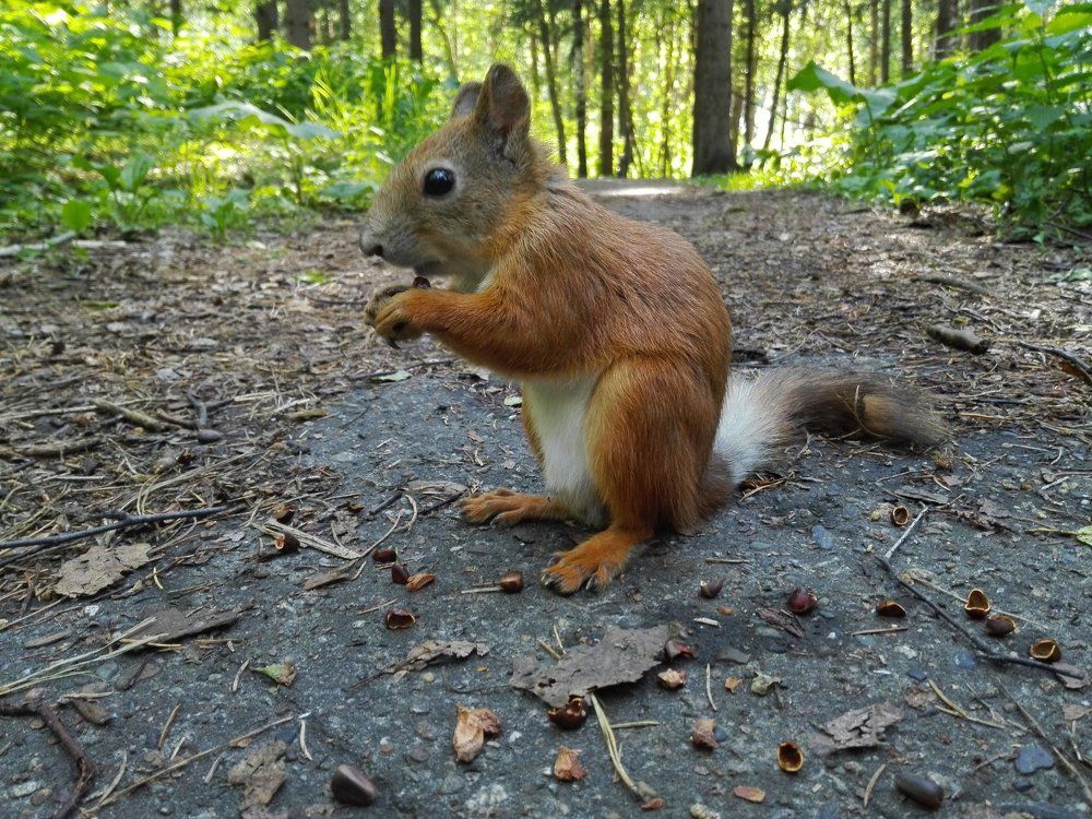 белка с орешками
