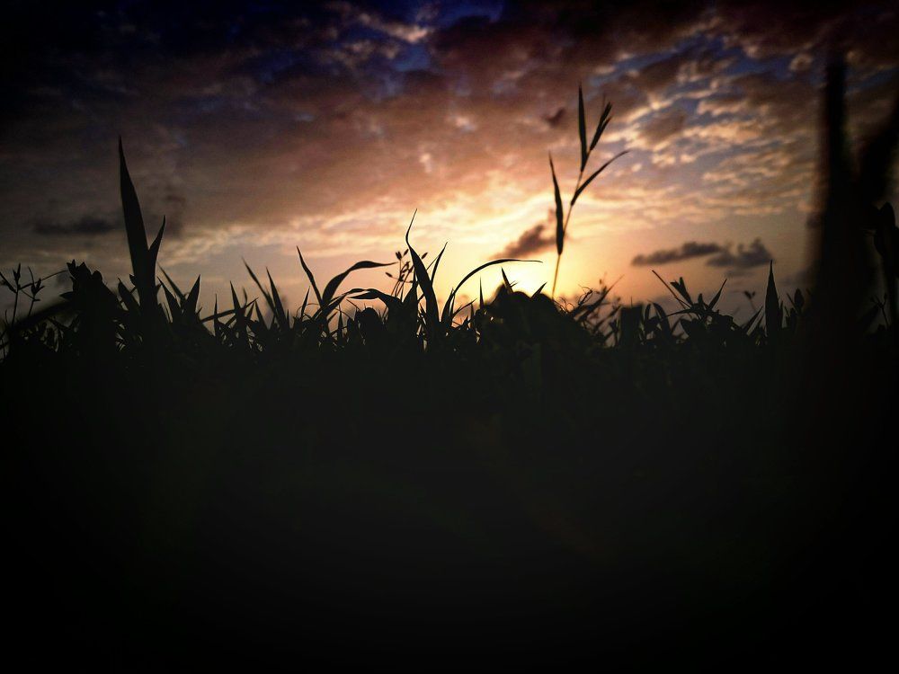 Looking through grass !