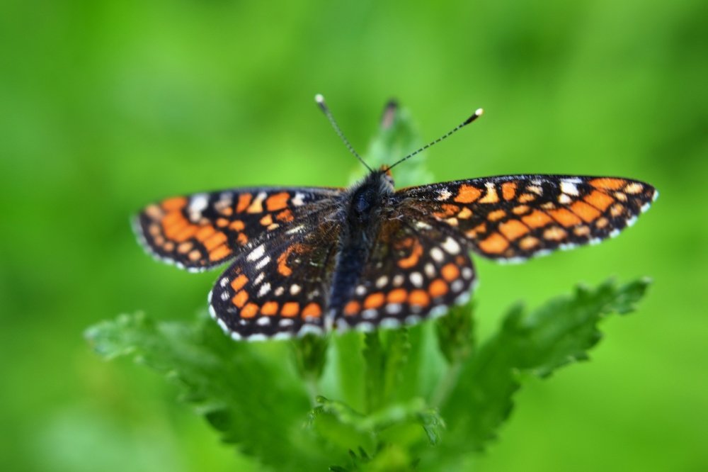 Photograph by Анастасия Ефимова