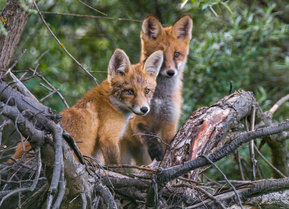 Молодые лисички.