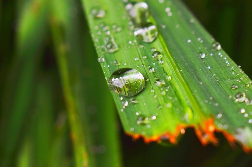 The Dew
