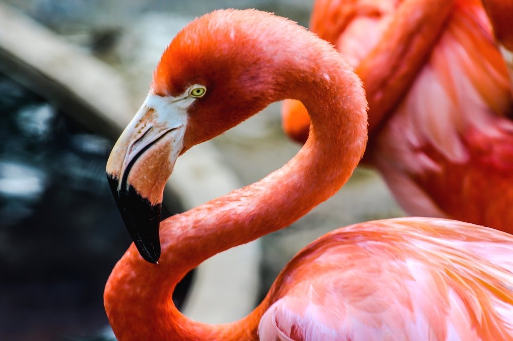Caribbean Flamingo
