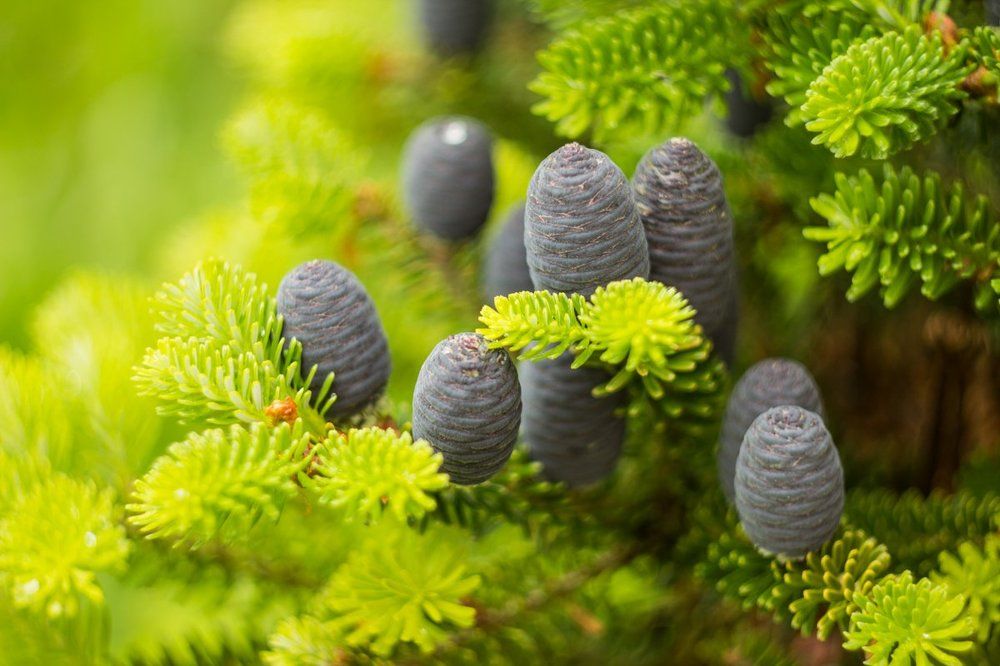 пихта корейская