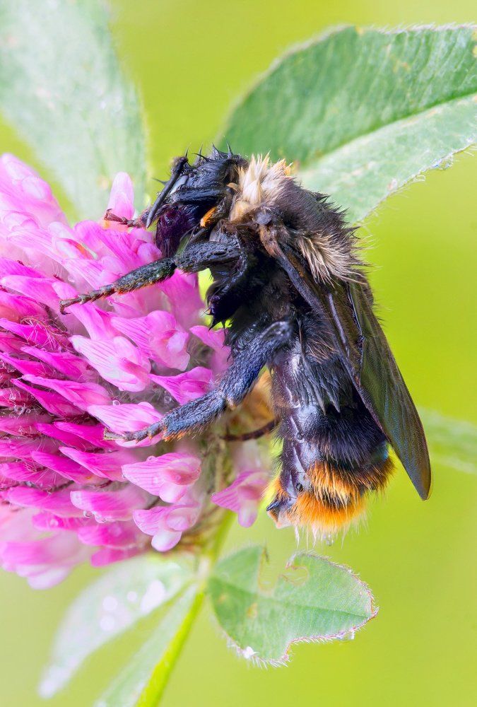 Мокрый шмель с пассажиром