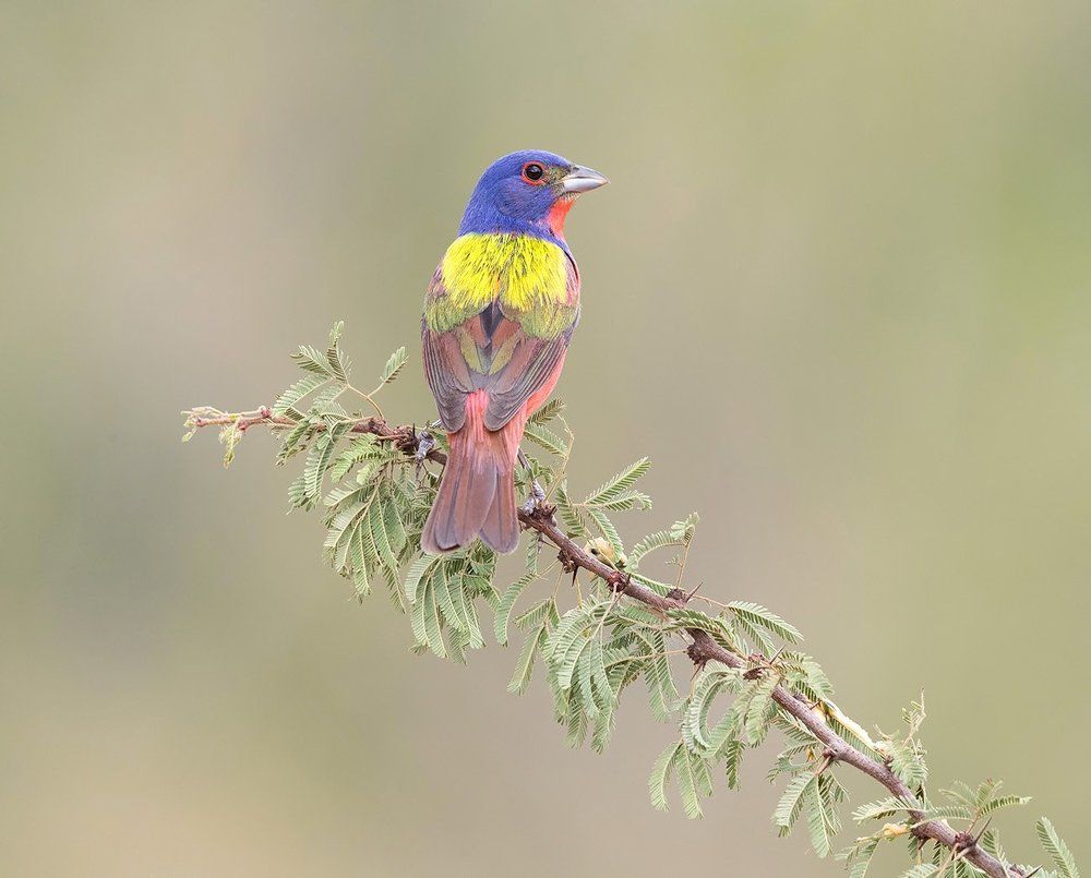 Расписной овсянковый кардинал - Painted bunting