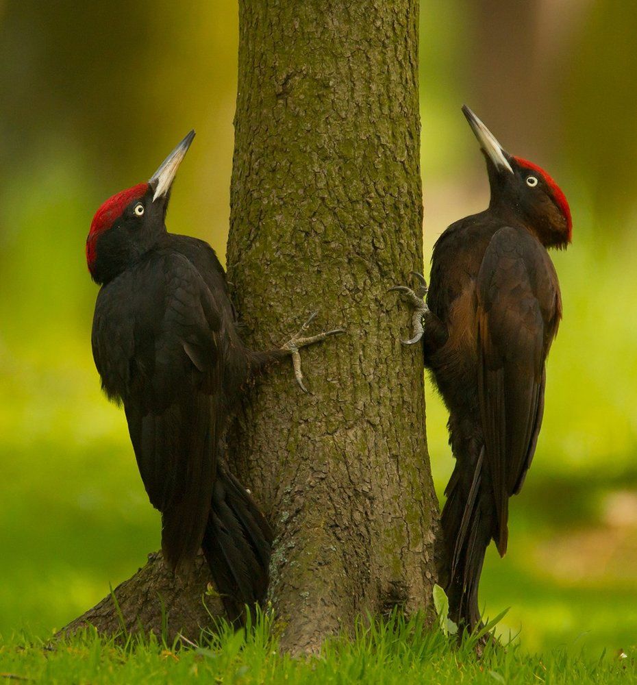 Woodpecker