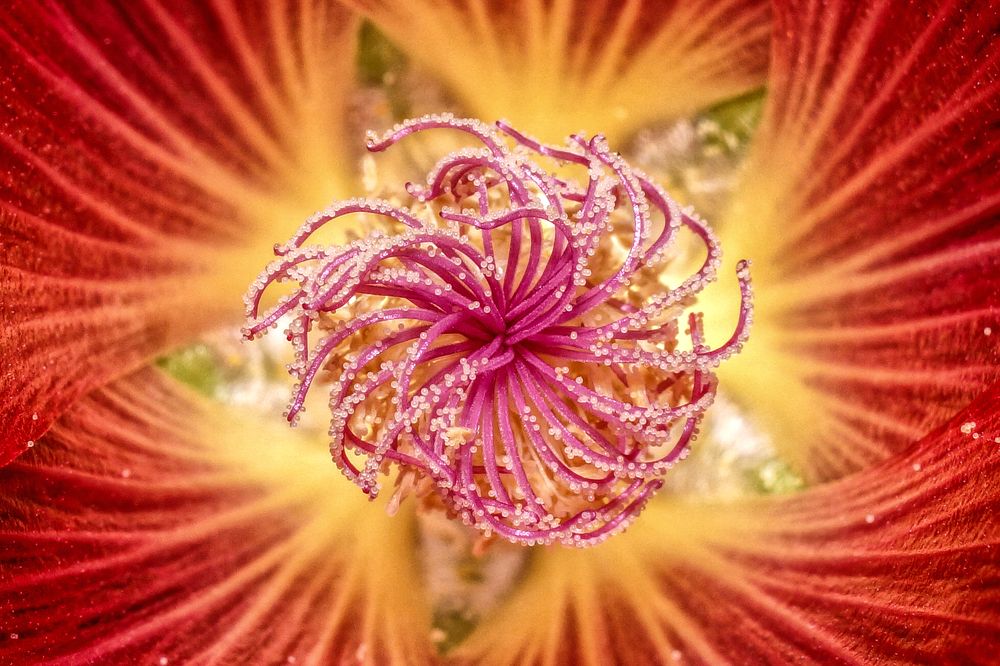 Цветочное кружение.