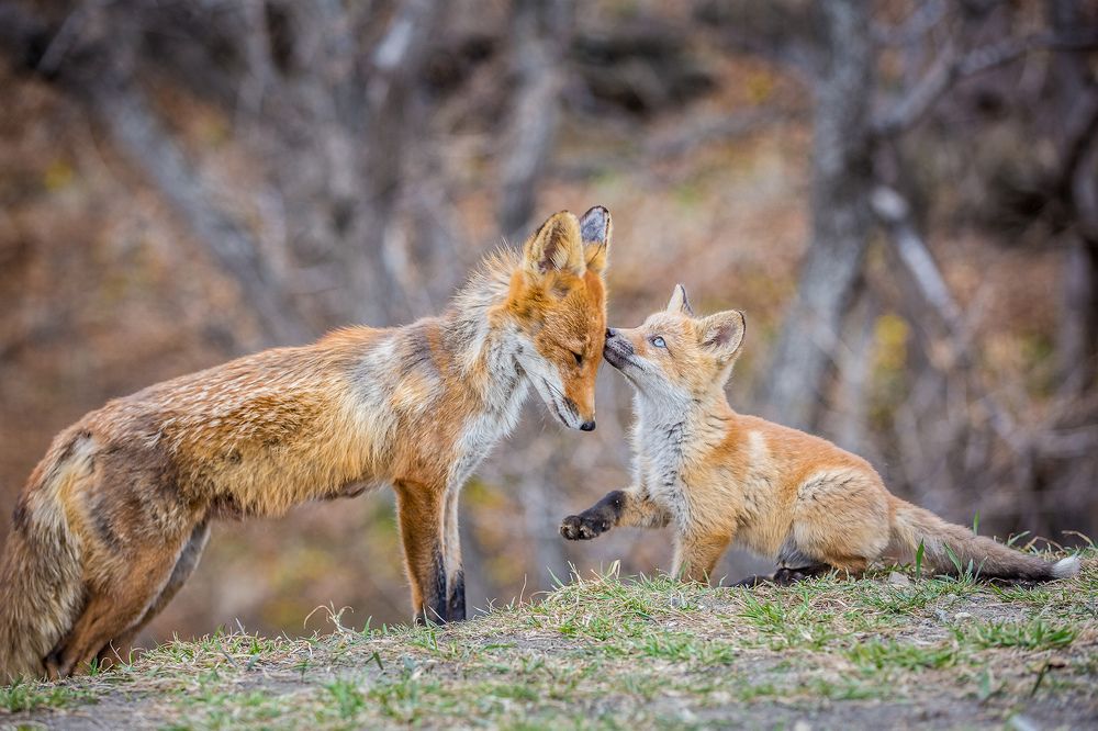 Лисьи нежности