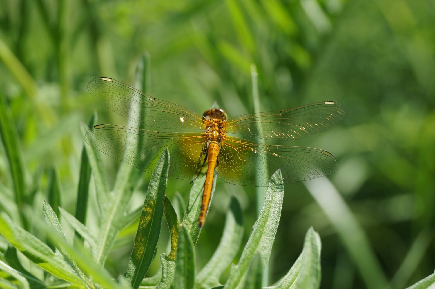 Gold dragonfly