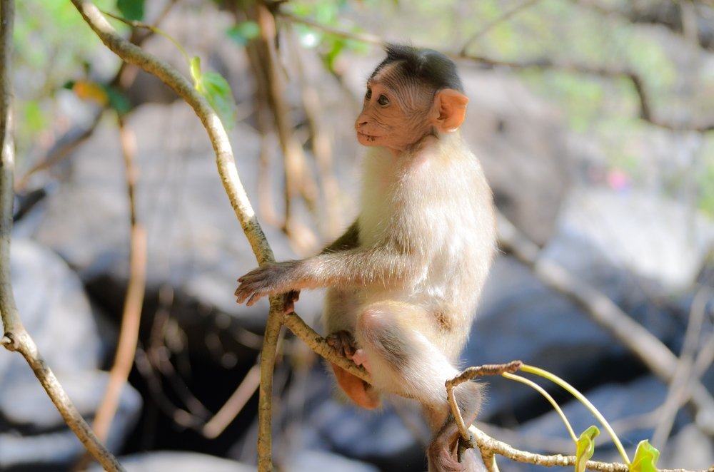 Rhesus macaque