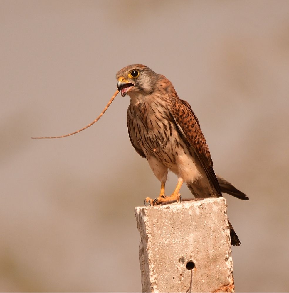 Common Kestrel with a Lizard Kill