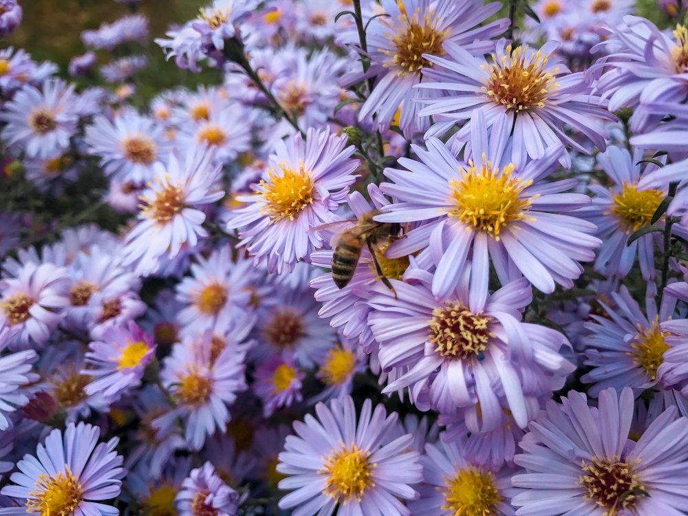 Пчела в цветах