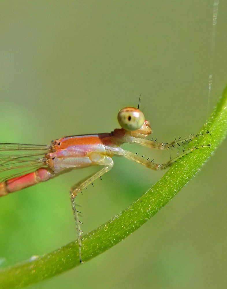 Damselfly