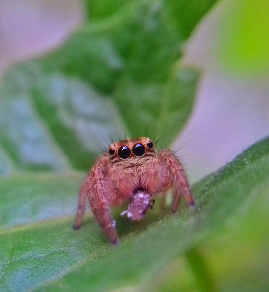 Talamonia Demiadeata