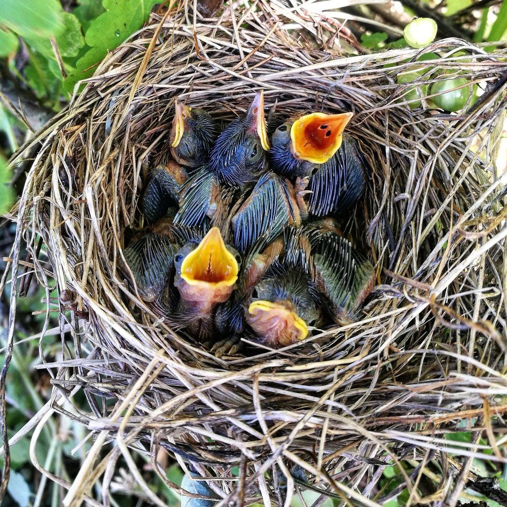 Birds