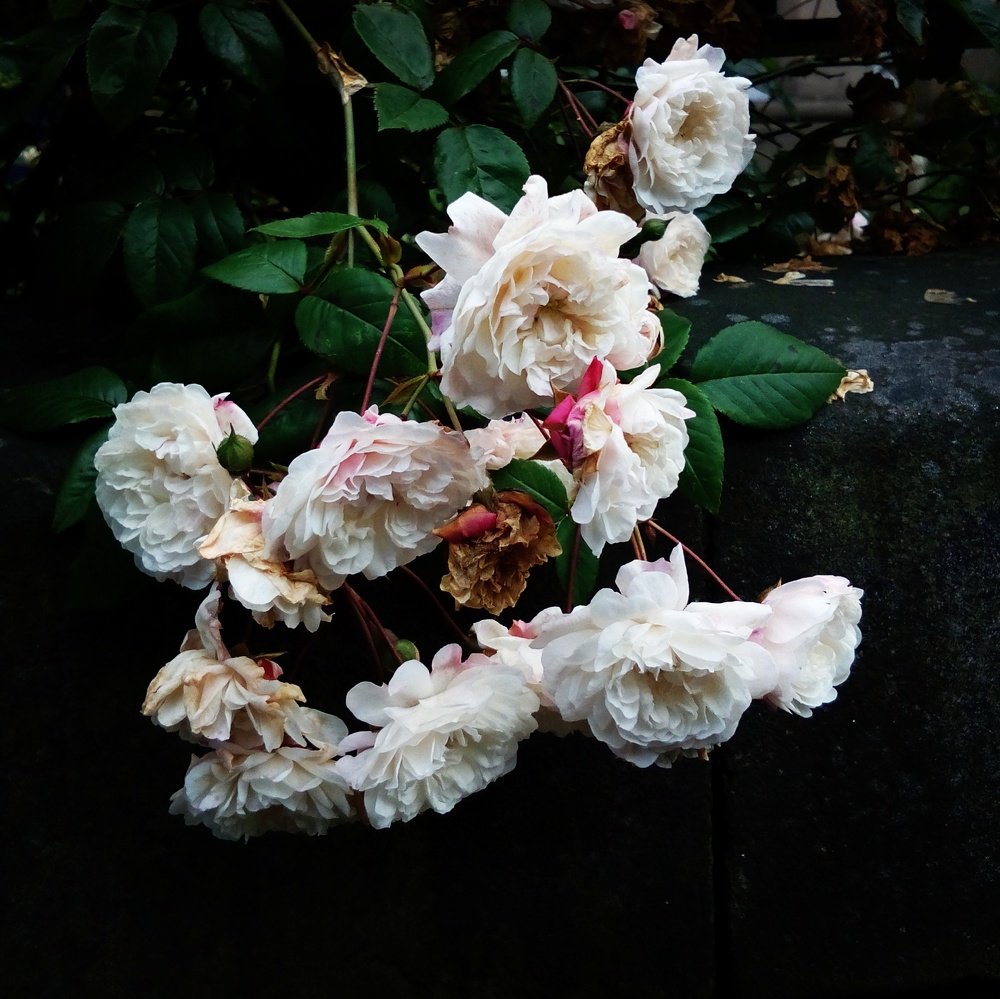 Not all roses are red