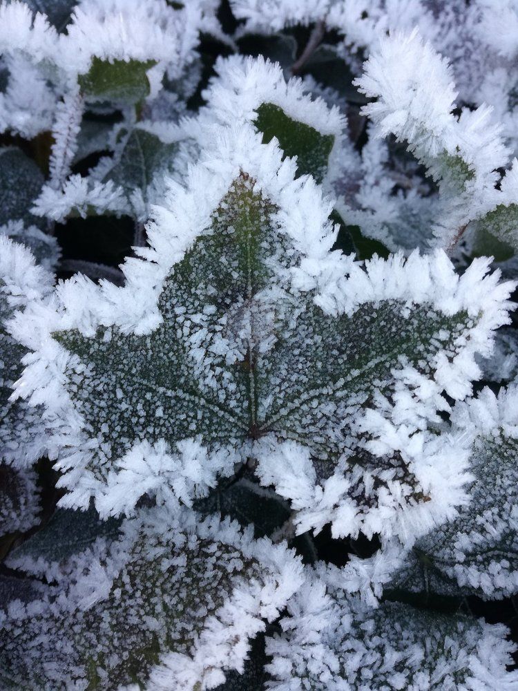 The winter wonders