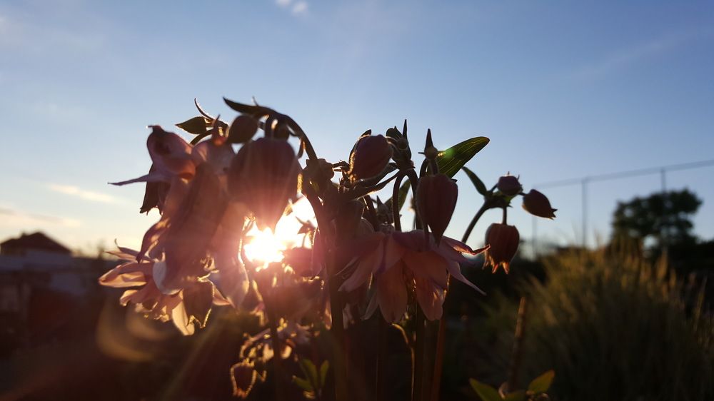 Закат в расцвете
