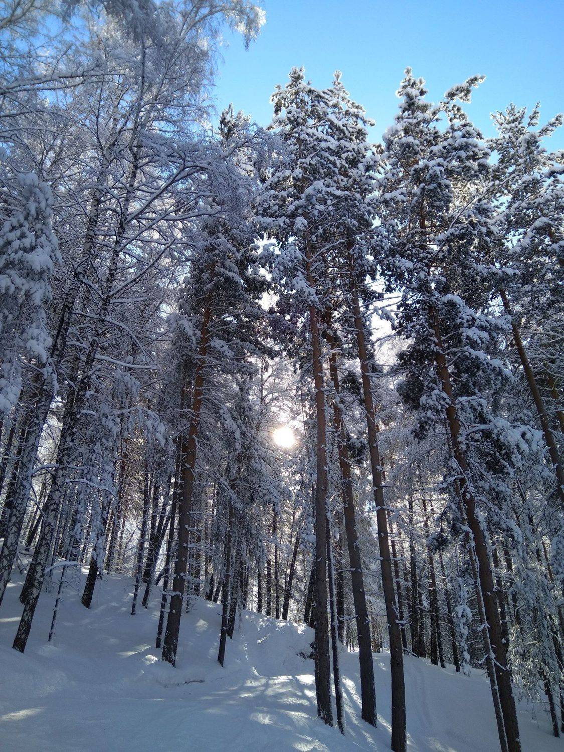 зимний лес