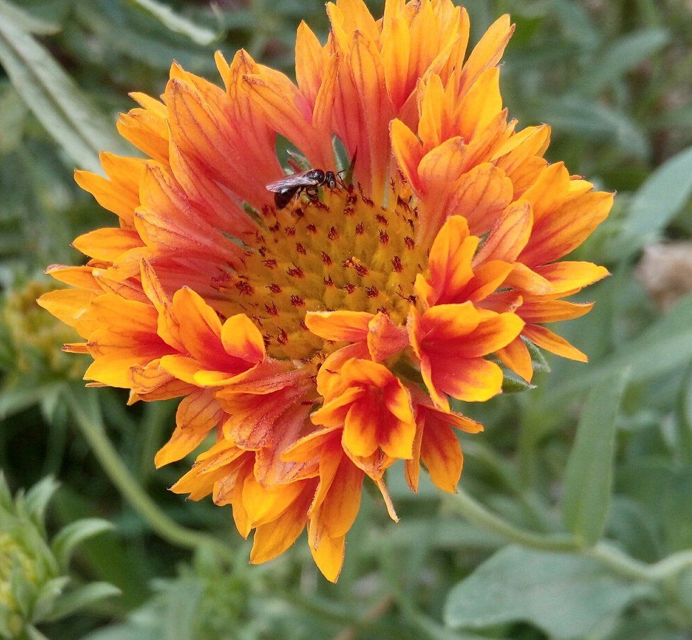 Pollination