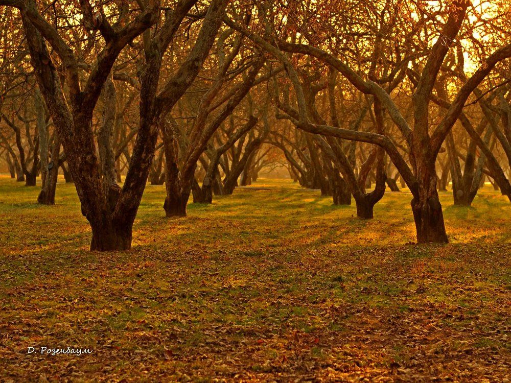Яблоневый сад