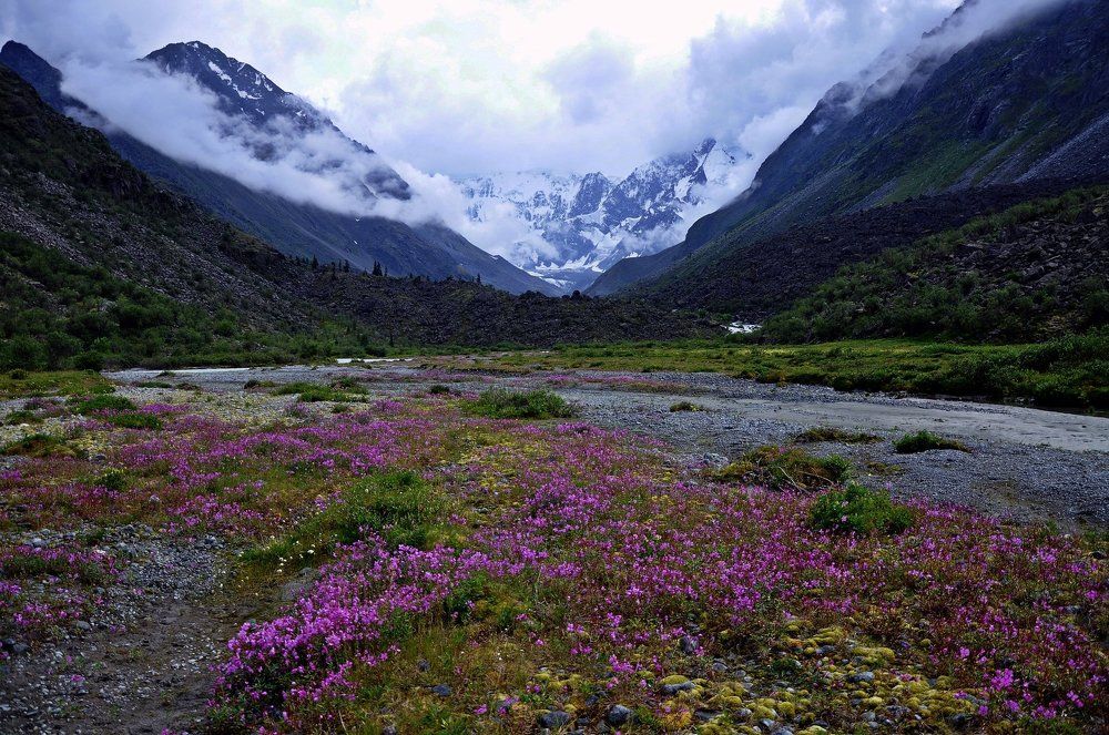 Горы,цветы,туманы