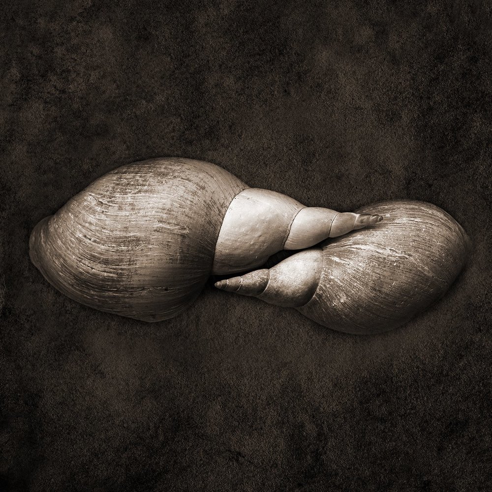 Две ракушки