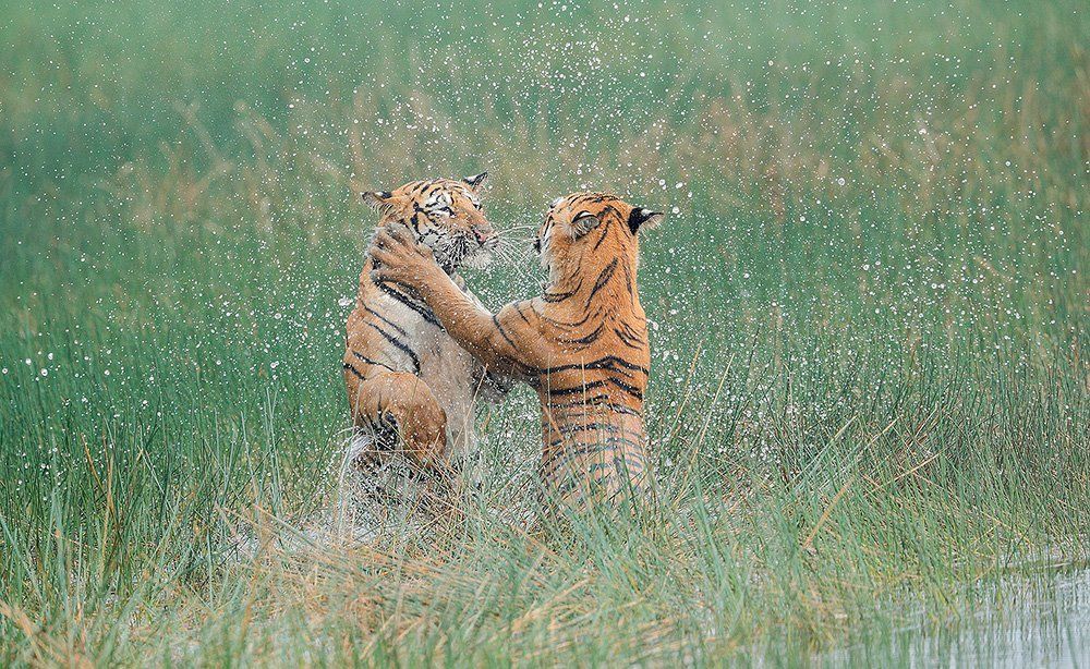 Let's play and learn - Tigers !