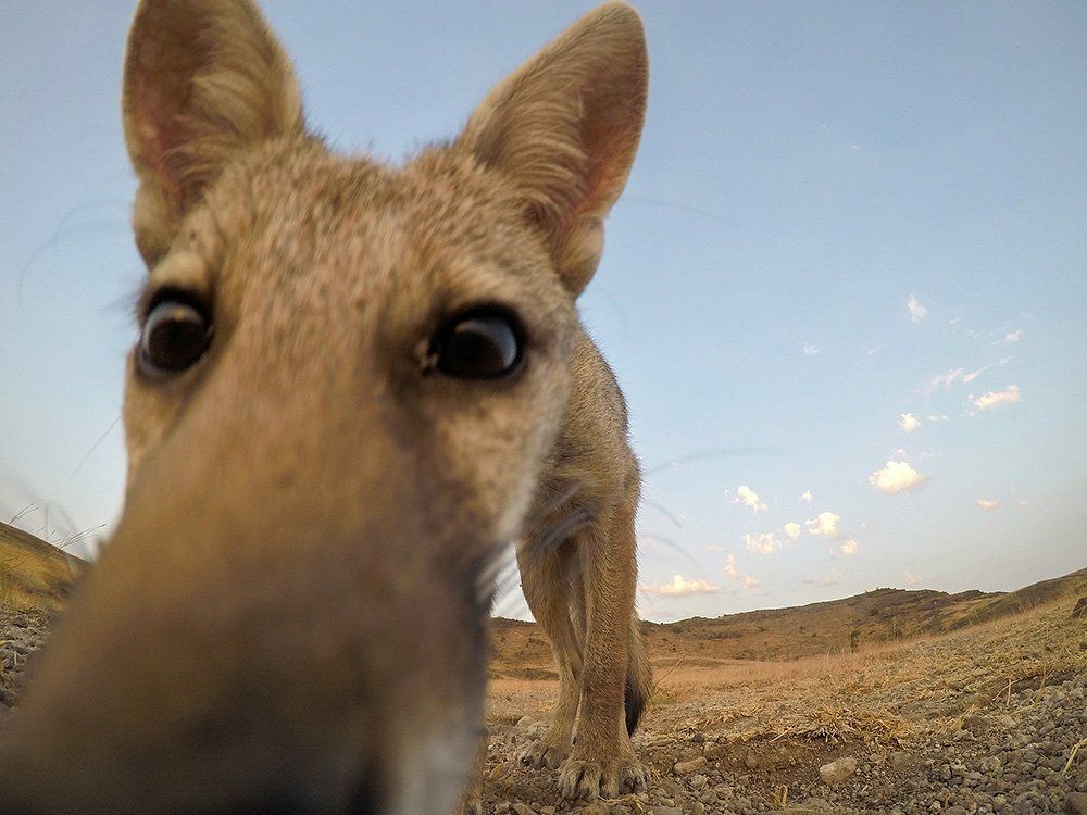 Closeup - Indian Fox pup