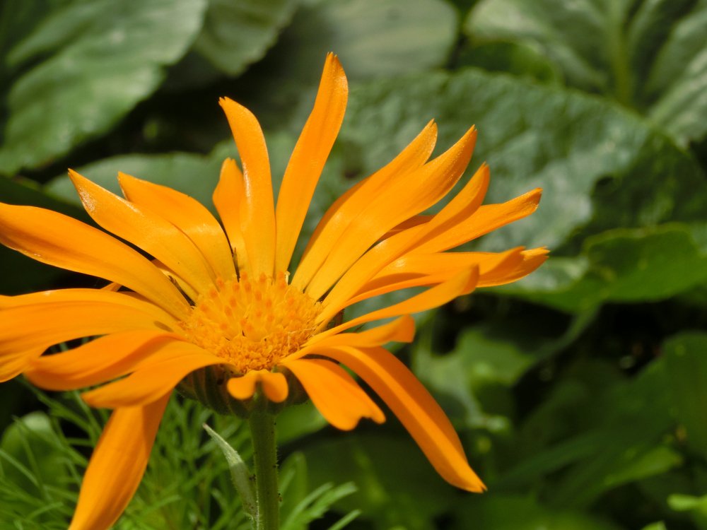 Flower calendula
