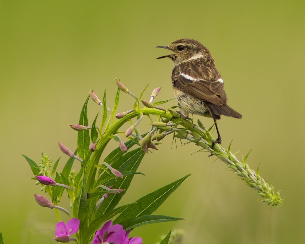 Чекан на иван-чае