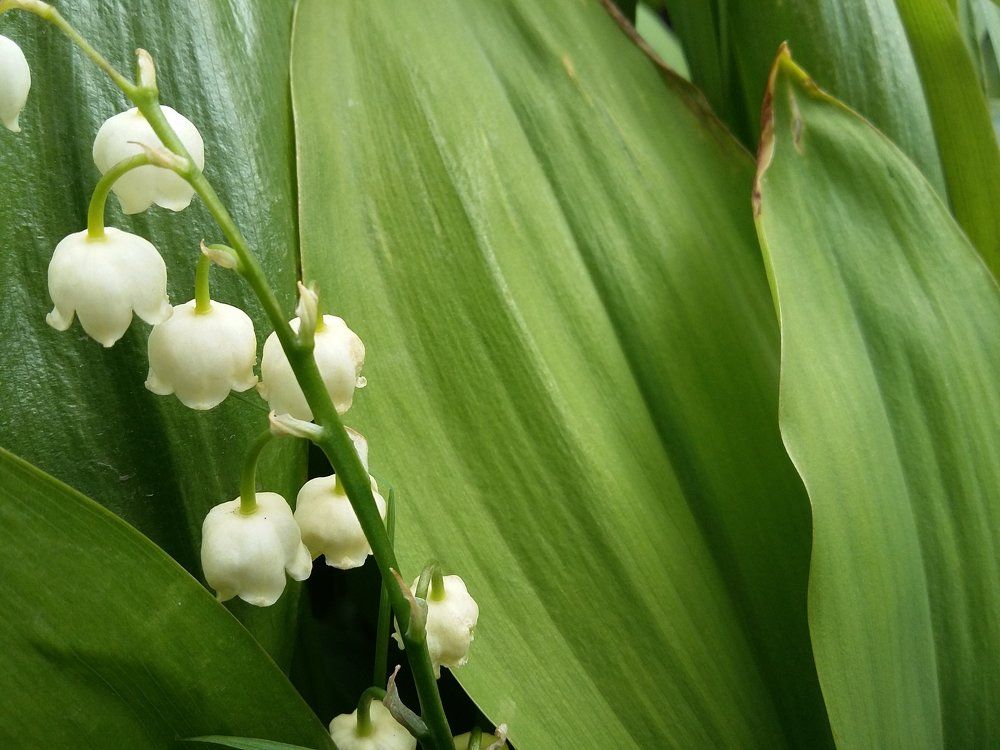 цветочки Колокольчики белые flowers white Bells